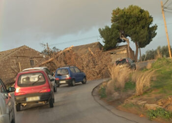 Maltempo a Ragusa, tempesta di vento: alberi caduti a Vittoria