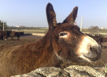 Ragusa, contributi a sostegno degli allevatori di Asino Ragusano e razza bovina Modicana
