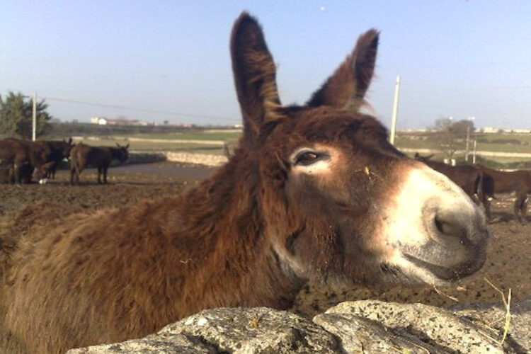 Ragusa, contributi a sostegno degli allevatori di Asino Ragusano e razza bovina Modicana