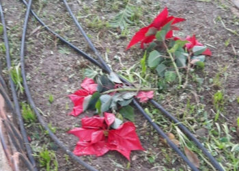 Atto vandalico a Scicli, il sindaco Marino: La mamma dei cretini è sempre incinta