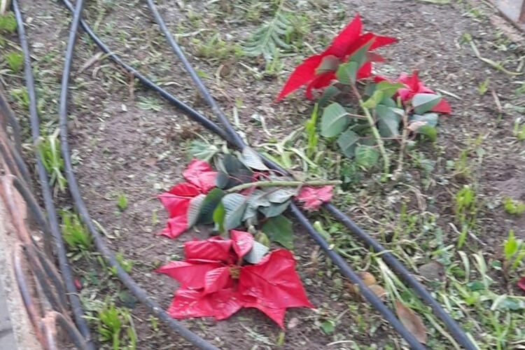 Atto vandalico a Scicli, il sindaco Marino: La mamma dei cretini è sempre incinta