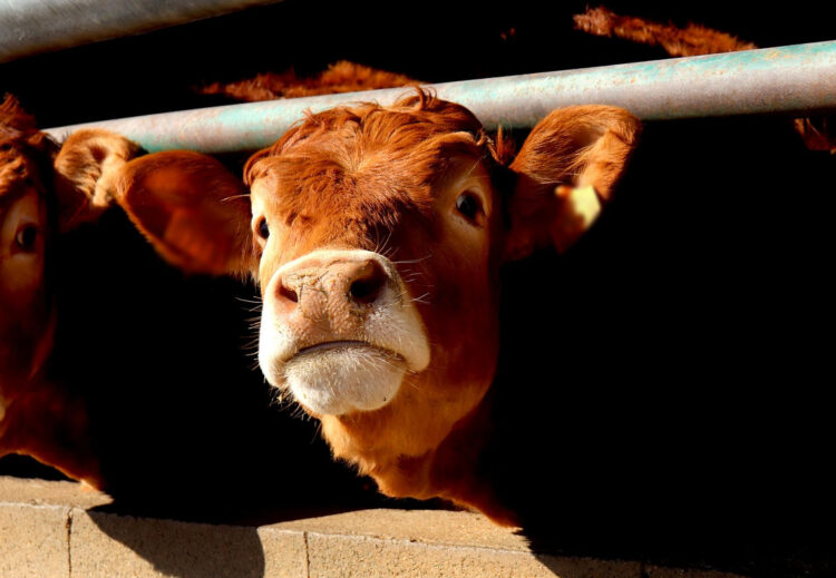 Ragusa, incentivi agli allevatori delle razze autoctone: come presentare istanze