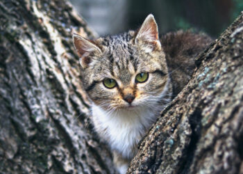 Vittoria, ha destato incredulità e sconcerto la notizia del gattino al quartiere Forcone