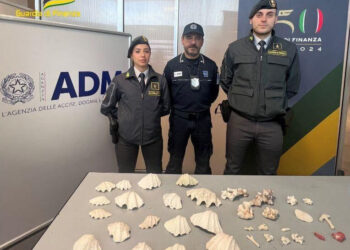 Aeroporto Palermo, sequestrati 34 coralli di specie protette: 3 sanzioni da 5 mila euro