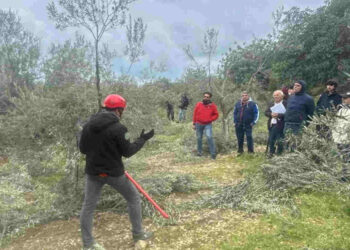 Successo dei corsi di potatura dell’olivo in Sicilia Orientale