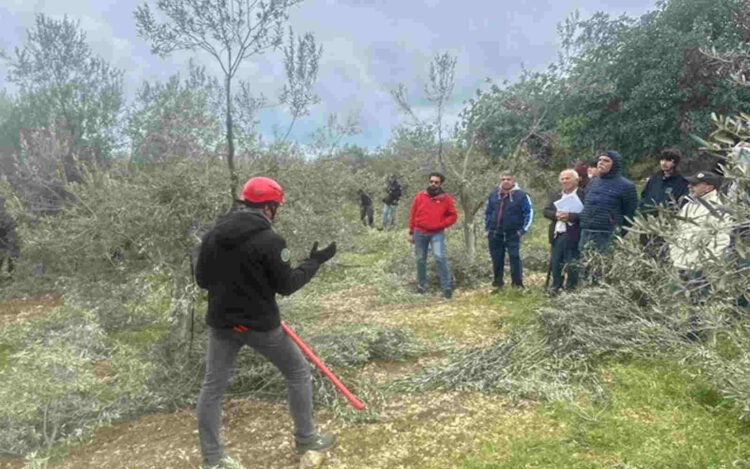 Successo dei corsi di potatura dell’olivo in Sicilia Orientale