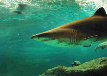 Turisti italiani attaccati da uno squalo nel Mar Rosso: uno è morto, l'altro ferito