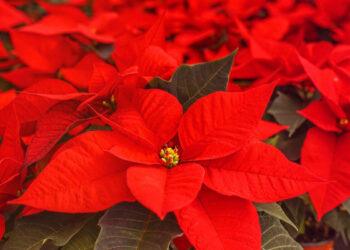 Stelle di Natale AIL: ecco dove trovarle in provincia di Ragusa