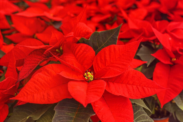 Stelle di Natale AIL: ecco dove trovarle in provincia di Ragusa