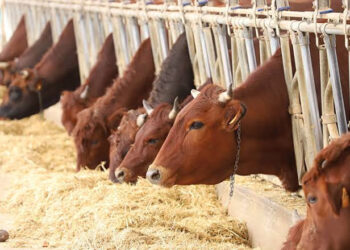 Emergenza sanitaria zootecnica, centinaia le domande di ristoro presentate