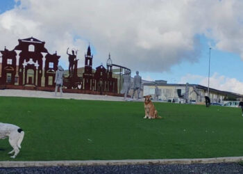 Ragusa, Firrincieli: non dobbiamo subire il randagismo, dobbiamo governarlo