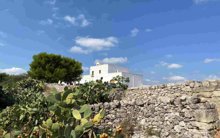 Le piante di fico d’India nella masseria del nonno Turiddu: la Ficurinnia