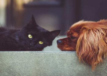 Bonus animali domestici 2025 fino a 550 euro: a chi spetta e come averlo