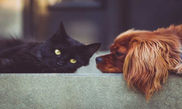 Bonus animali domestici 2025 fino a 550 euro: a chi spetta e come averlo