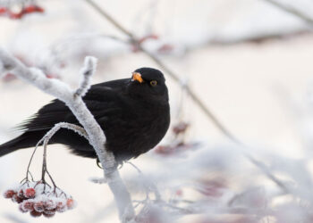Giorni della Merla: storia, leggende e curiosità sui giorni più freddi dell'anno