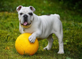 Bonus Animali Domestici 2025: fino a 550 euro (requisiti e animali ammessi)