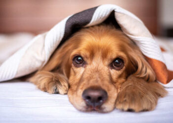 Bonus animali domestici 2025: requisiti e come richiederlo