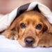 Bonus animali domestici 2025: requisiti e come richiederlo