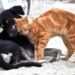 Virus influenza aviaria, gatti e cani a rischio contagio aviaria: cosa fare per proteggerli