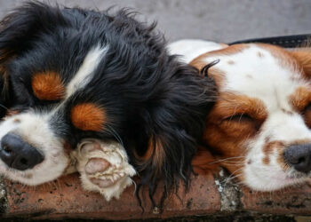 Adotta un cane a Scicli