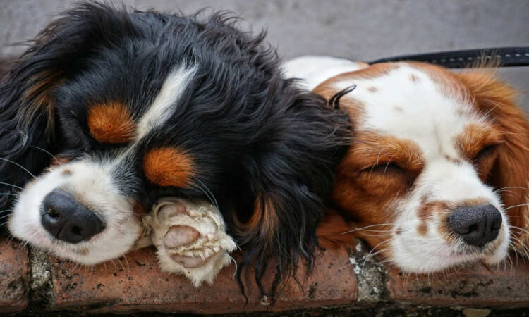 Adotta un cane a Scicli