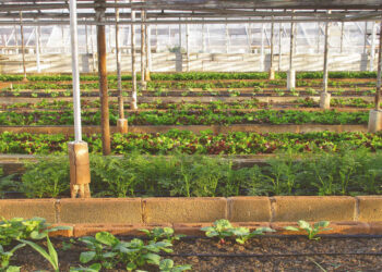 Vittoria contro la crisi agricola