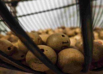 Lotteria Italia 2024, il biglietto da 2 milioni venduto a Palermo