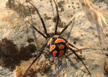 Ragni velenosi in Sicilia: malmignatta e ragno violino, riconoscimento, rischi e cosa fare