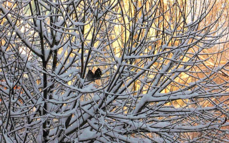 Maltempo in Sicilia, weekend con freddo artico, neve e vortice Mediterraneo