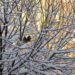 Maltempo in Sicilia, weekend con freddo artico, neve e vortice Mediterraneo