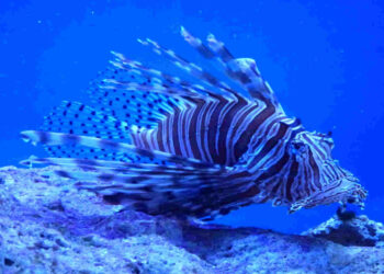 Esemplare di pesce Scorpione fotografato nel mare di Taormina
