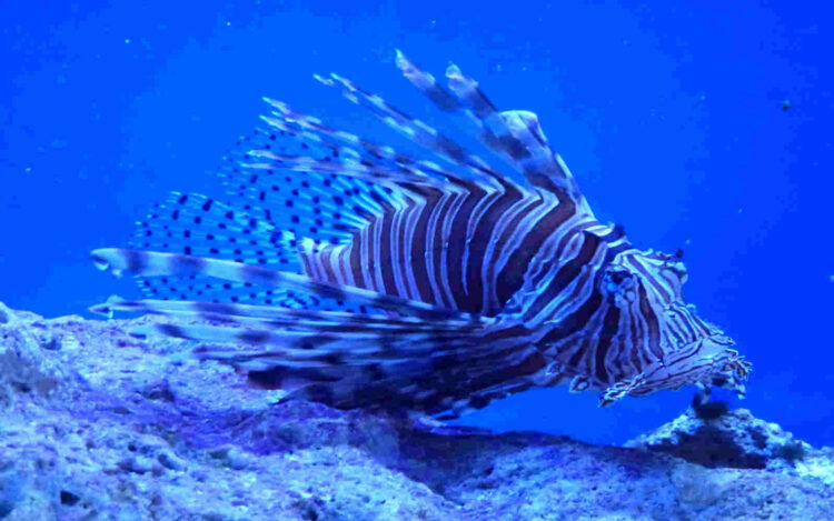 Esemplare di pesce Scorpione fotografato nel mare di Taormina