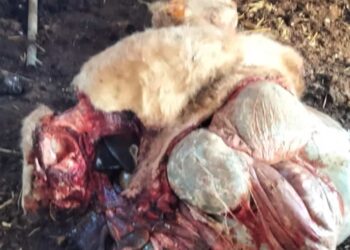 Ragusa e il triste fenomeno della macellazione clandestina: scoppia nuovo allarme