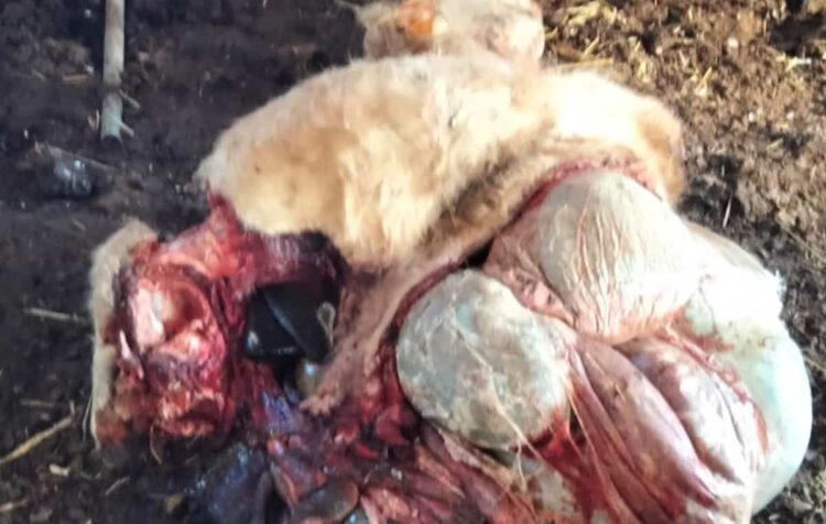 Ragusa e il triste fenomeno della macellazione clandestina: scoppia nuovo allarme