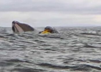 Come Pinocchio, uomo inghiottito da una balena e poi sputato: il video è virale