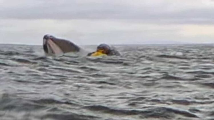 Come Pinocchio, uomo inghiottito da una balena e poi sputato: il video è virale