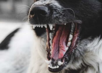 Scicli, due cani aggressivi a Cava D'Aliga: fate attenzione e segnalate