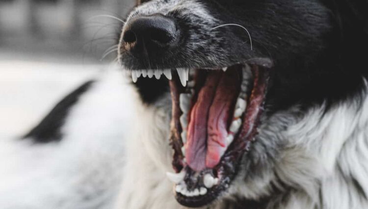 Scicli, due cani aggressivi a Cava D'Aliga: fate attenzione e segnalate