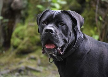 Morto sbranato da due cani: la vittima è Salvatore Maggiore