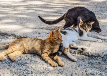 Ragusa, colonia felina in un’area comunale di piazza Carmine