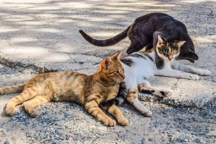 Ragusa, colonia felina in un’area comunale di piazza Carmine