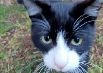 Quanto vive un gatto? Ecco le razze più longeve