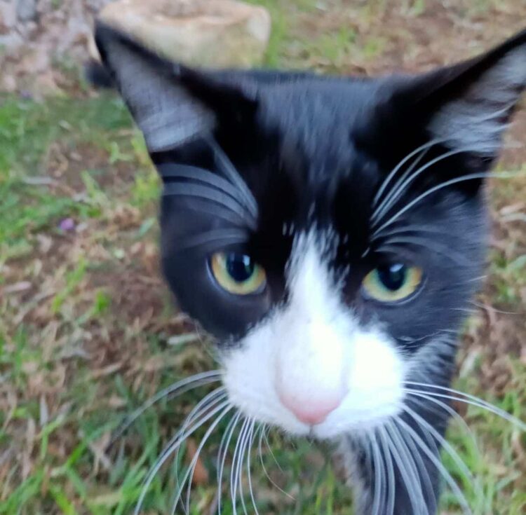 Quanto vive un gatto? Ecco le razze più longeve
