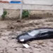 Messina sott'acqua: torrente Zafferia esonda, strade allagate e auto trascinate via