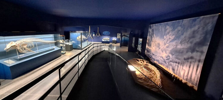 Diecimila visitatori al Museo Civico di Storia Naturale nel 2024
