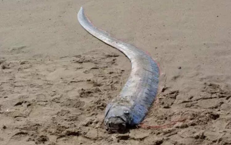 Il raro esemplare di pesce remo si arena su una spiaggia in Messico