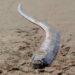 Il raro esemplare di pesce remo si arena su una spiaggia in Messico