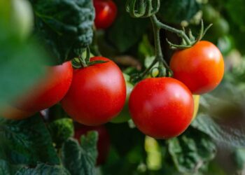 Agricoltura 4.0 Ragusa