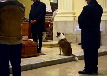 E' morta Sally, la cagnolina che partecipava ai funerali