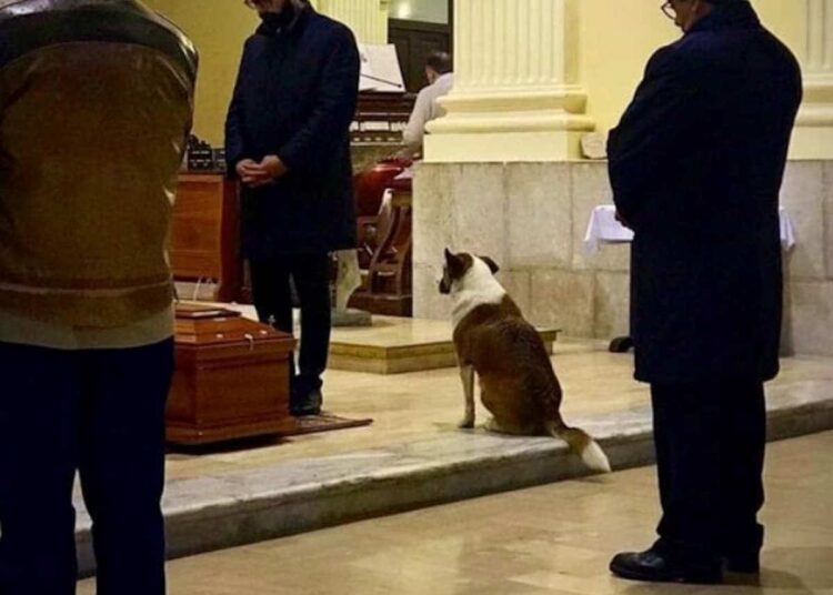 E' morta Sally, la cagnolina che partecipava ai funerali